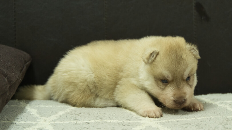 シベリアンハスキー子犬の写真No.202402242-5　3月23日現在
