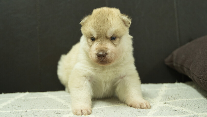 シベリアンハスキー子犬の写真No.202402242正面3月23日現在