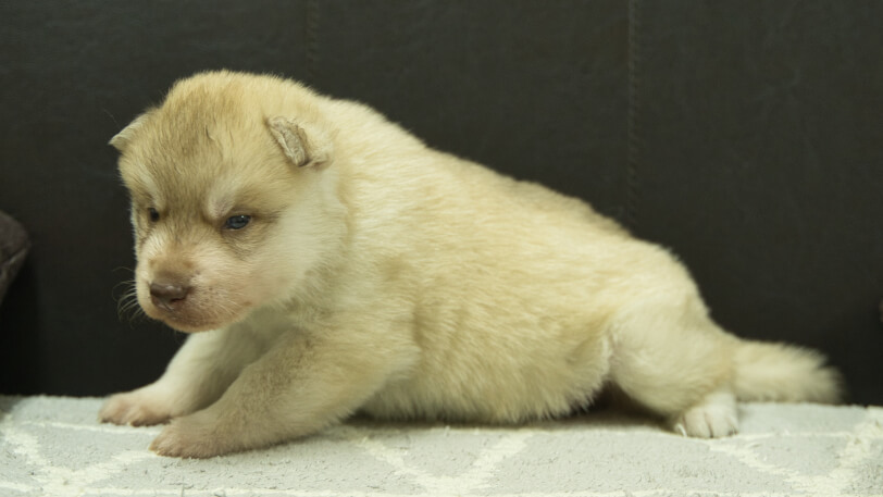 シベリアンハスキー子犬の写真No.202402242左側面3月23日現在