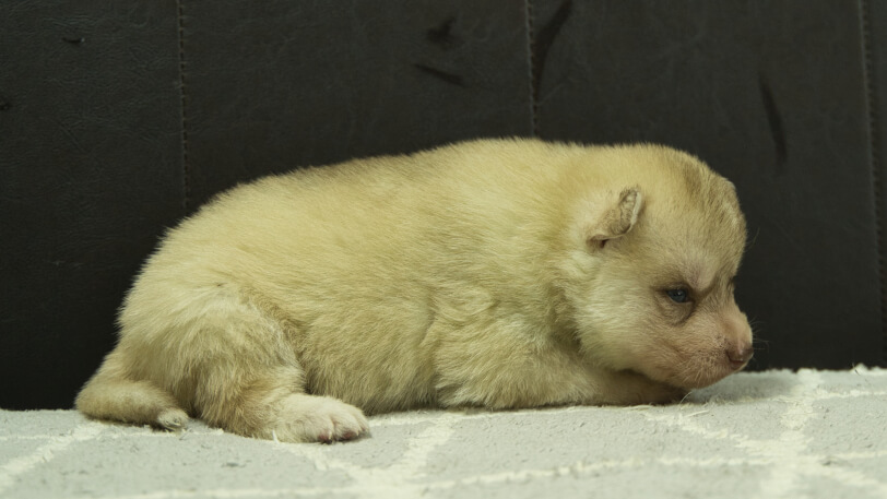 シベリアンハスキー子犬の写真No.202402244右側面3月23日現在