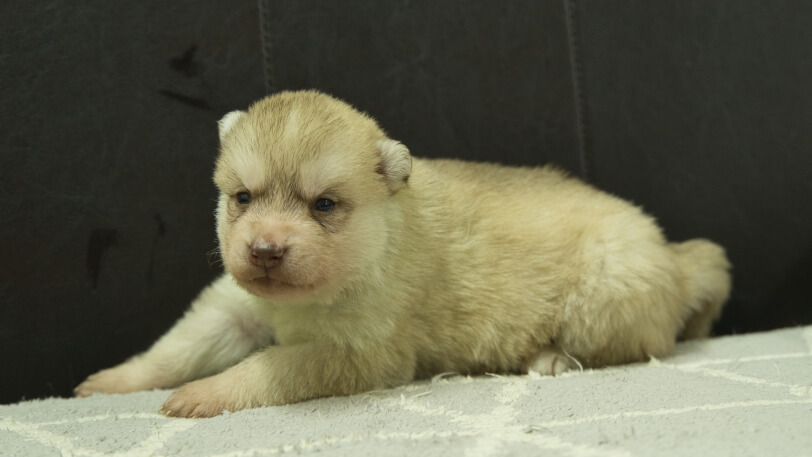 シベリアンハスキー子犬の写真No.202402244-4　3月23日現在