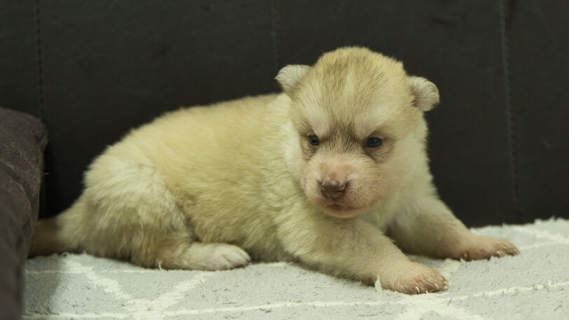 シベリアンハスキー子犬の写真No.202402244-5　3月23日現在