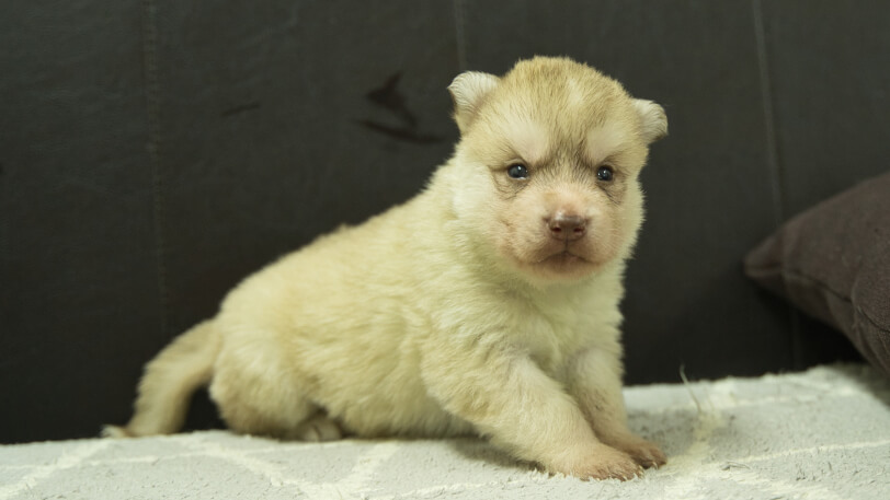 シベリアンハスキー子犬の写真No.202402244正面3月23日現在