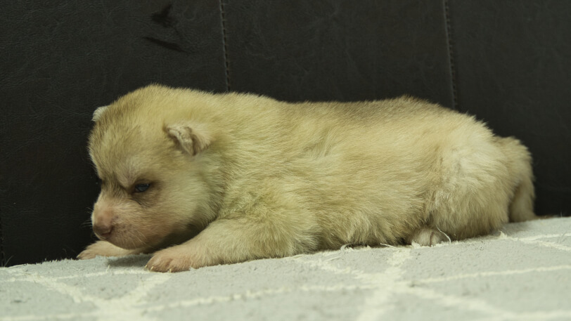 シベリアンハスキー子犬の写真No.202402244左側面3月23日現在