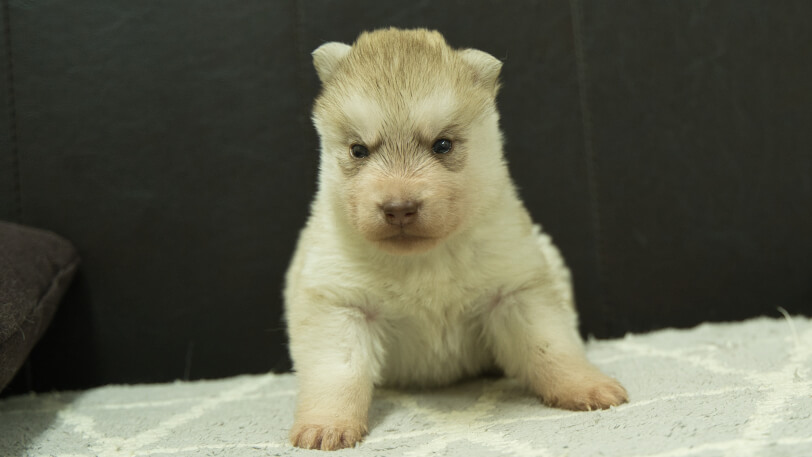 シベリアンハスキー子犬の写真No.202402241正面3月23日現在