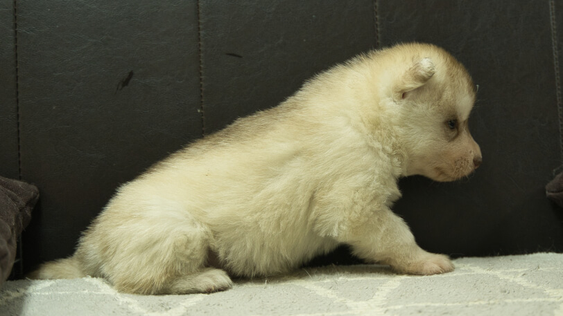シベリアンハスキー子犬の写真No.202402241右側面3月30日現在