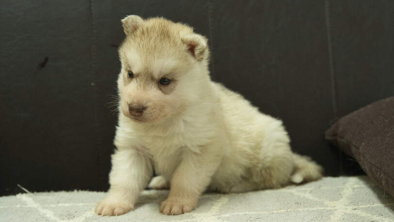 シベリアンハスキー子犬の写真No.202402241-4　3月30日現在