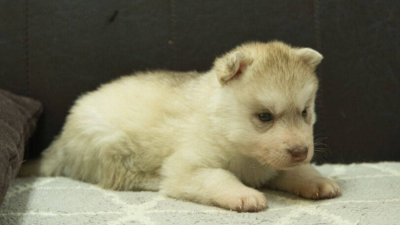 シベリアンハスキー子犬の写真No.202402241-5　3月30日現在