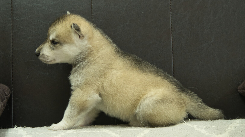 シベリアンハスキー子犬の写真No.202402282左側面3月30日現在