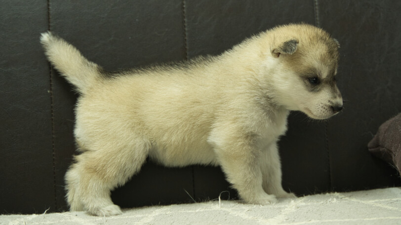 シベリアンハスキー子犬の写真No.202402283右側面3月30日現在