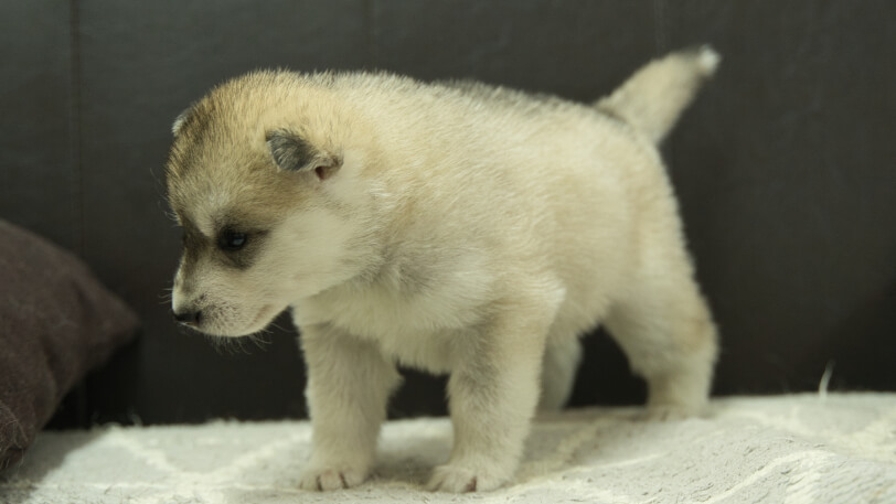 シベリアンハスキー子犬の写真No.202402283-4　3月30日現在