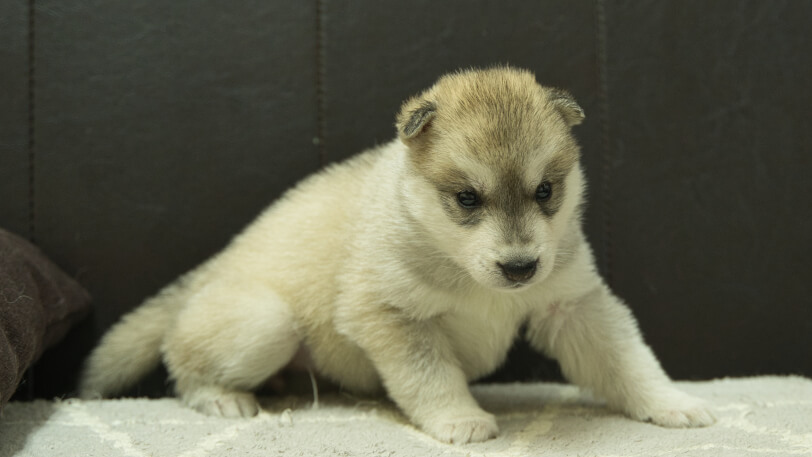 シベリアンハスキー子犬の写真No.202402283-5　3月30日現在