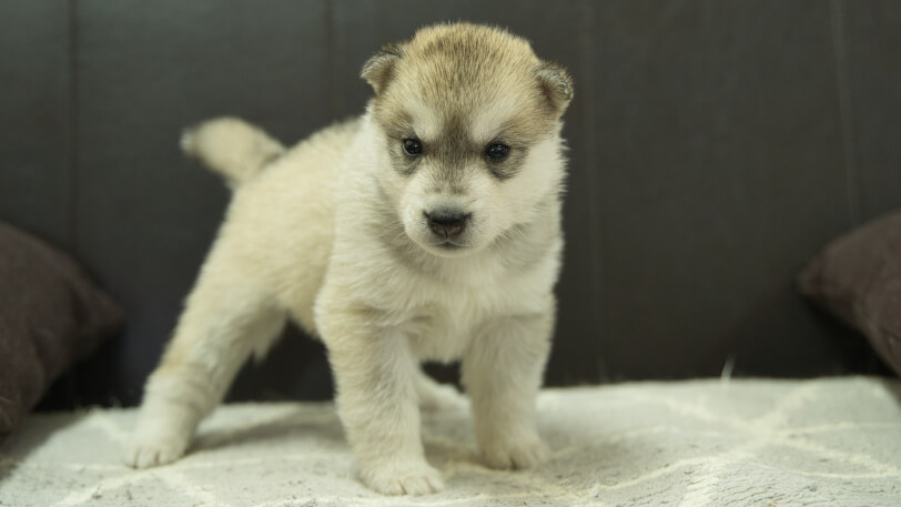シベリアンハスキー子犬の写真No.202402283正面3月30日現在
