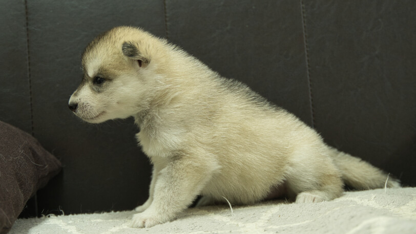 シベリアンハスキー子犬の写真No.202402283左側面3月30日現在