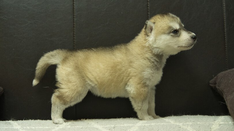 シベリアンハスキー子犬の写真No.202402284右側面3月30日現在