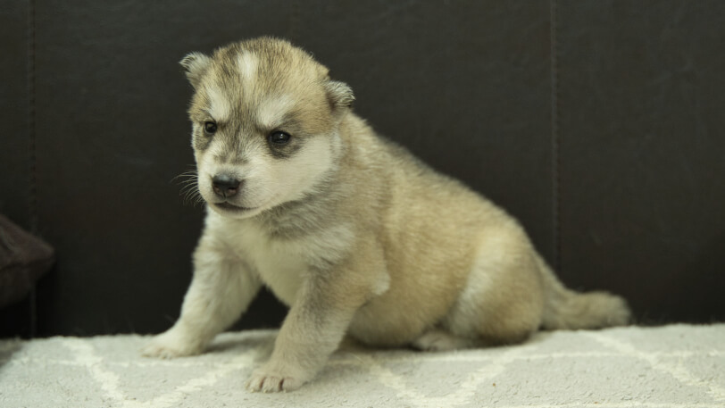 シベリアンハスキー子犬の写真No.202402284-4　3月30日現在