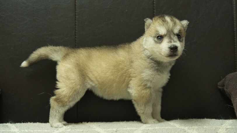 シベリアンハスキー子犬の写真No.202402284-5　3月30日現在