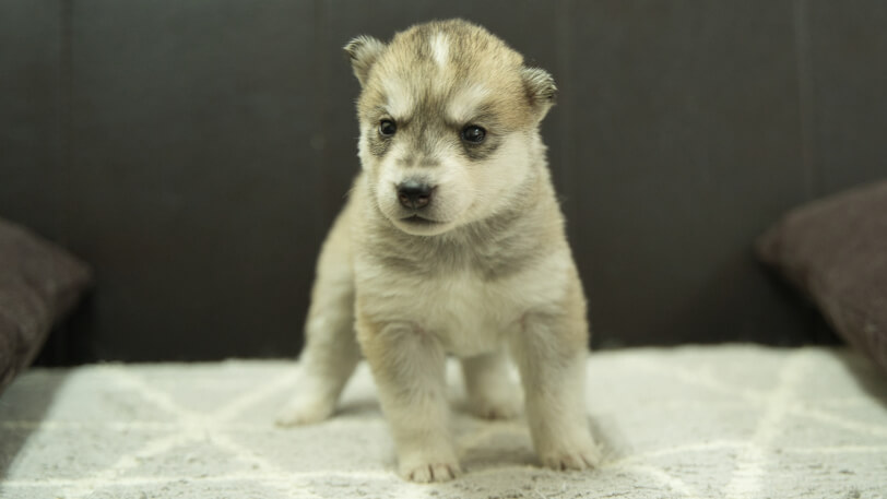 シベリアンハスキー子犬の写真No.202402284正面3月30日現在
