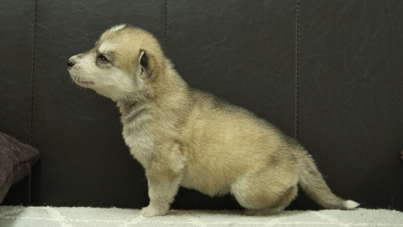 シベリアンハスキー子犬の写真No.202402284左側面3月30日現在