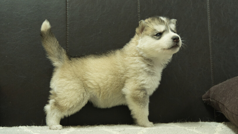 シベリアンハスキー子犬の写真No.202402285右側面3月30日現在