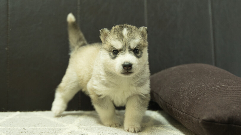 シベリアンハスキー子犬の写真No.202402285-5　3月30日現在