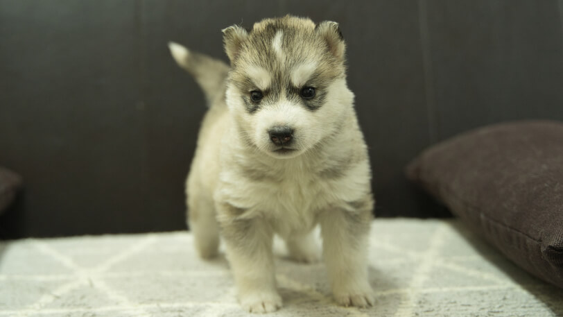 シベリアンハスキー子犬の写真No.202402285正面3月30日現在