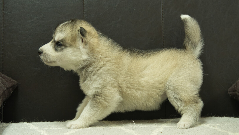 シベリアンハスキー子犬の写真No.202402285左側面3月30日現在