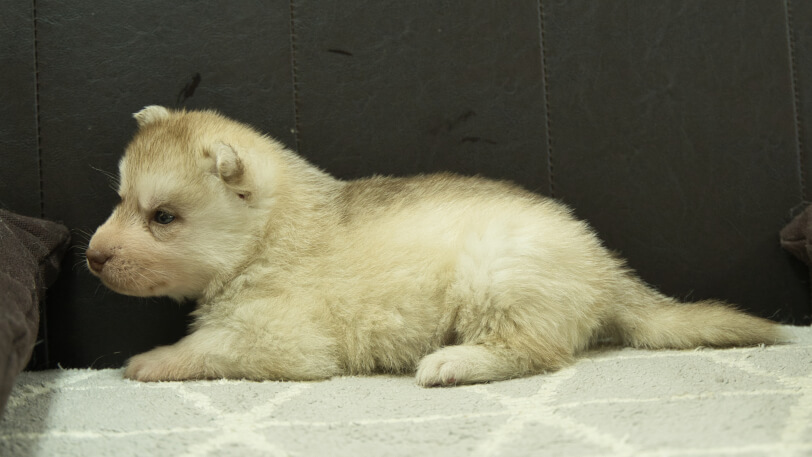 シベリアンハスキー子犬の写真No.202402241左側面3月30日現在