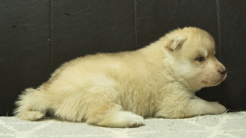 シベリアンハスキー子犬の写真No.202402242右側面3月30日現在