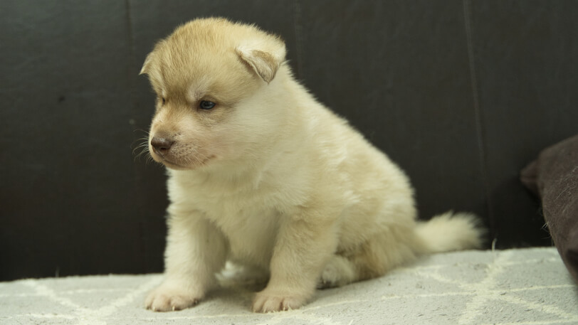 シベリアンハスキー子犬の写真No.202402242-4　3月30日現在