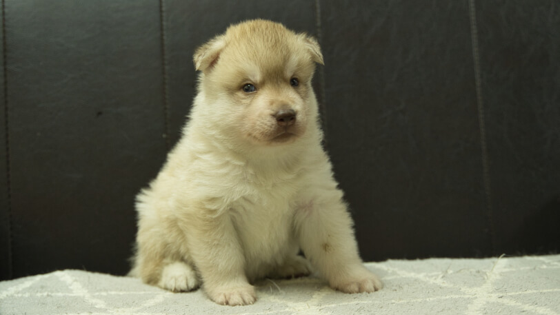 シベリアンハスキー子犬の写真No.202402242-5　3月30日現在