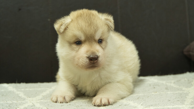 シベリアンハスキー子犬の写真No.202402242正面3月30日現在
