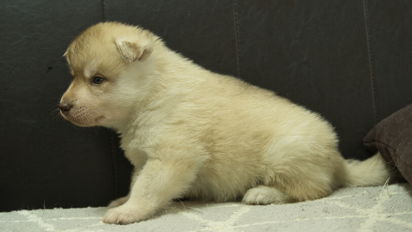 シベリアンハスキー子犬の写真No.202402242左側面3月30日現在