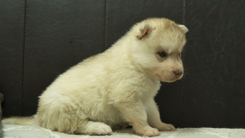シベリアンハスキー子犬の写真No.202402244右側面3月30日現在