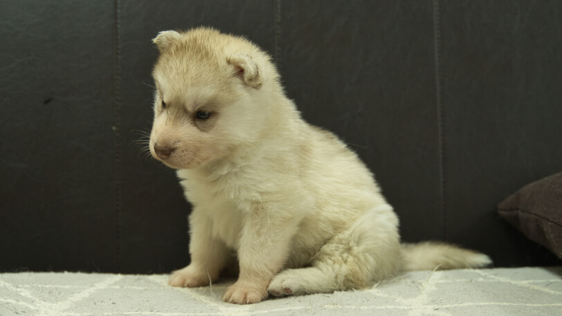 シベリアンハスキー子犬の写真No.202402244-4　3月30日現在