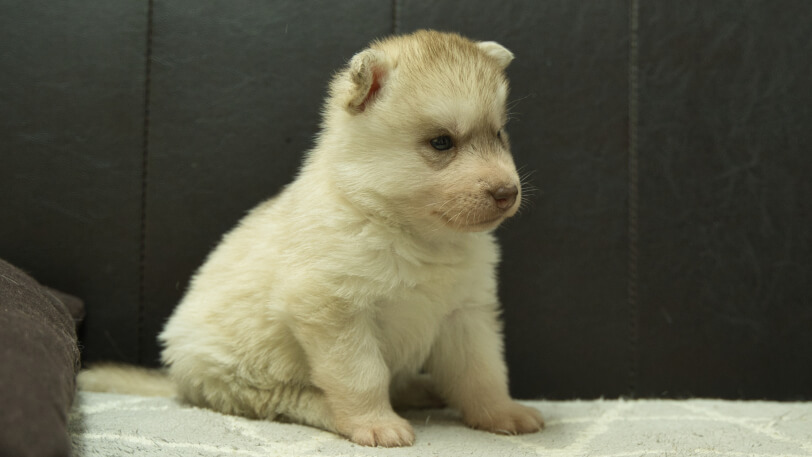シベリアンハスキー子犬の写真No.202402244-5　3月30日現在