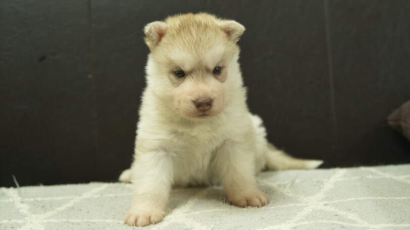 シベリアンハスキー子犬の写真No.202402244正面3月30日現在