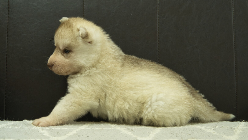 シベリアンハスキー子犬の写真No.202402244左側面3月30日現在