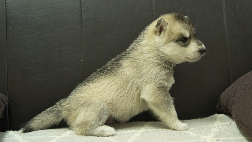 シベリアンハスキー子犬の写真No.202402281右側面3月30日現在