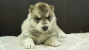 シベリアンハスキー子犬の写真No.202402281正面3月30日現在