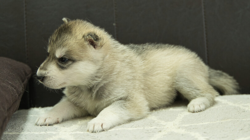 シベリアンハスキー子犬の写真No.202402281-4　3月30日現在