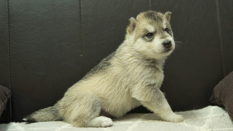 シベリアンハスキー子犬の写真No.202402281-5　3月30日現在