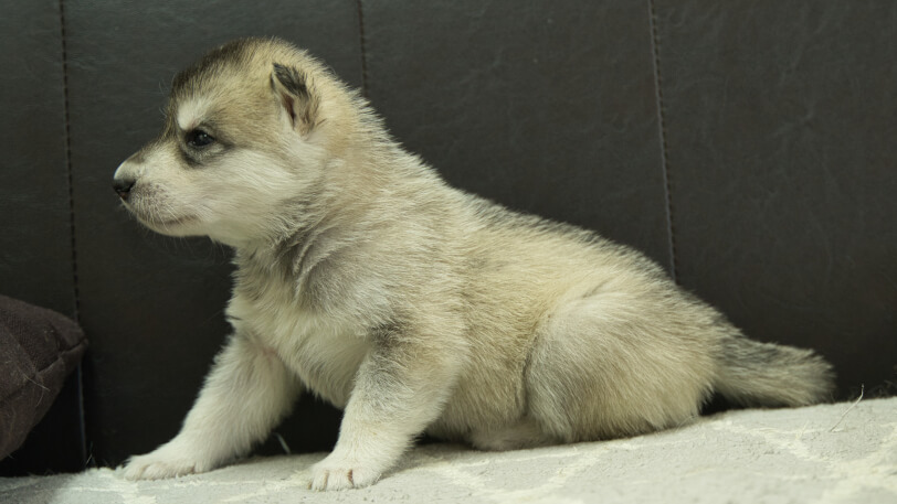 シベリアンハスキー子犬の写真No.202402281左側面3月30日現在