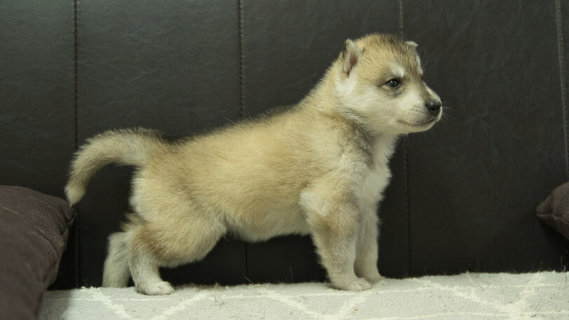 シベリアンハスキー子犬の写真No.202402282右側面3月30日現在