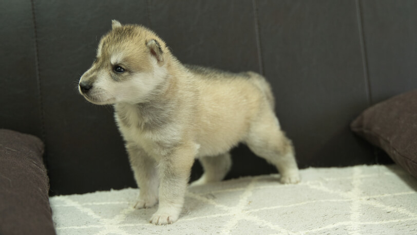 シベリアンハスキー子犬の写真No.202402282-4　3月30日現在