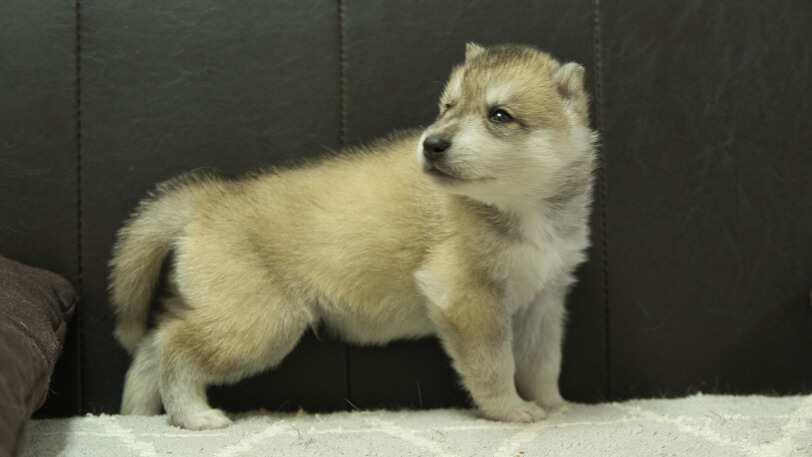 シベリアンハスキー子犬の写真No.202402282-5　3月30日現在