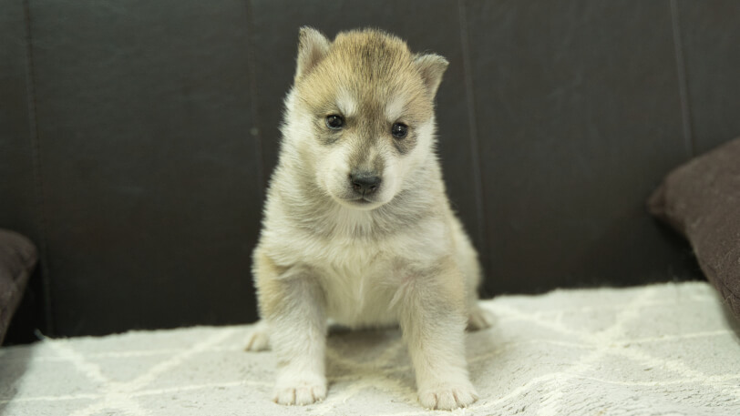 シベリアンハスキー子犬の写真No.202402282正面3月30日現在