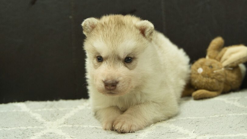 シベリアンハスキー子犬の写真No.202402241正面3月30日現在