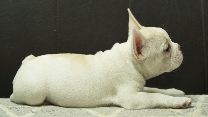 フレンチブルドッグ子犬の写真No.202401151右側面4月2日現在