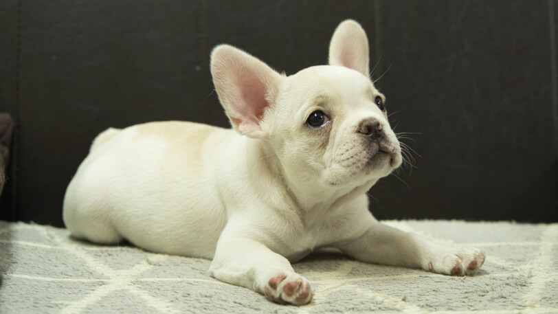 フレンチブルドッグ子犬の写真No.202401151-5　4月2日現在